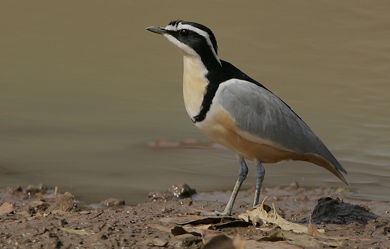 Pluvianus aegyptius