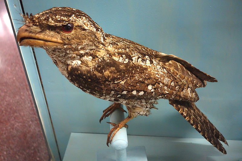 Podargus papuensis