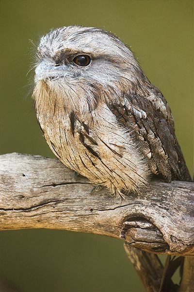 Podargus strigoides