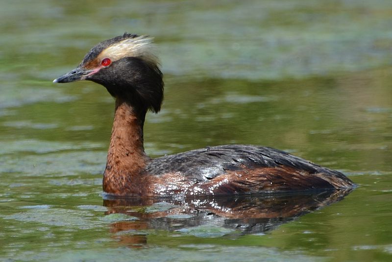 Podiceps auritus