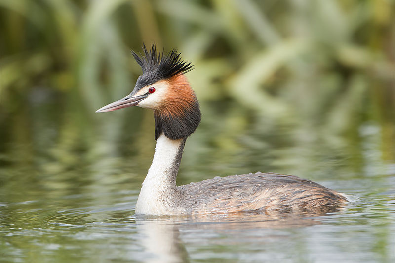 Podiceps cristatus