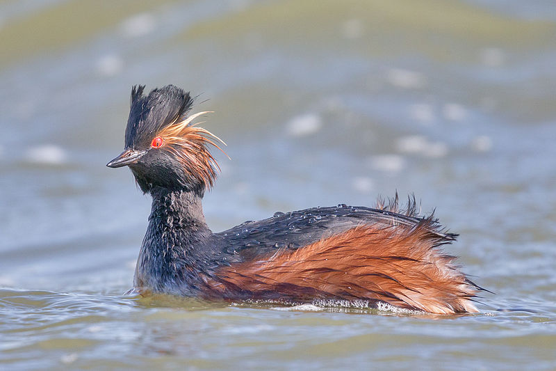 Podiceps nigricollis