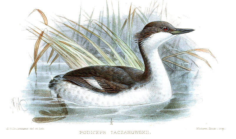 Podiceps taczanowskii