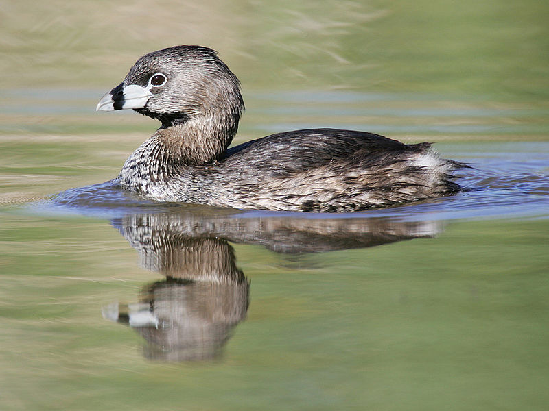 Podilymbus podiceps
