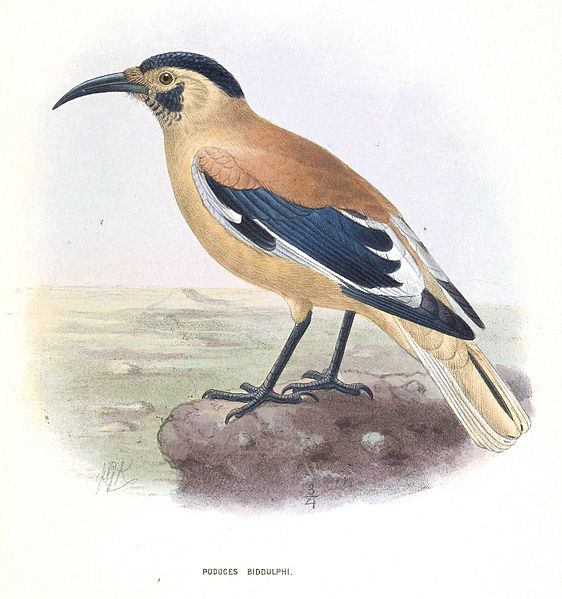 Podoces biddulphi