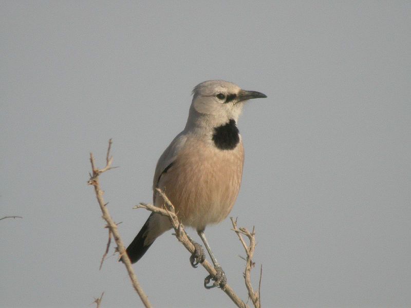 Podoces panderi