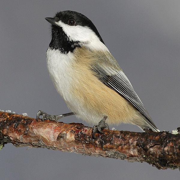 Poecile atricapillus