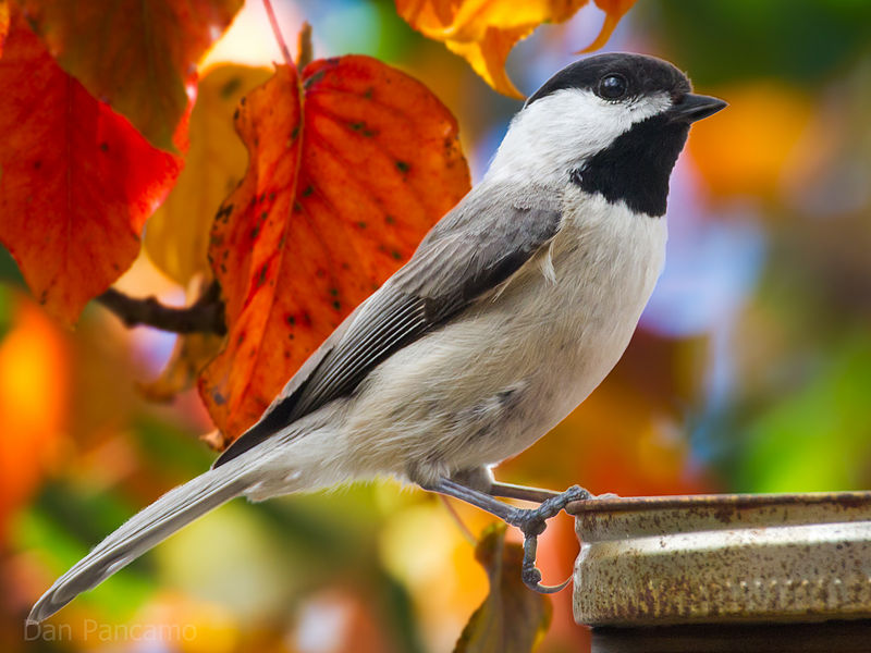 Poecile carolinensis