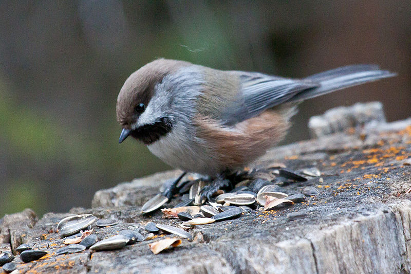 Poecile hudsonicus