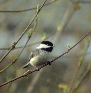 Poecile lugubris