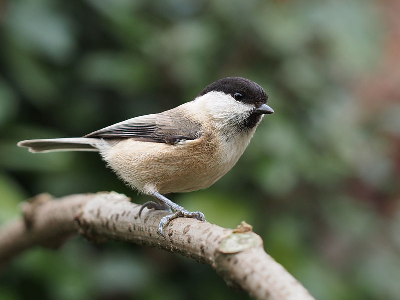 Poecile montanus