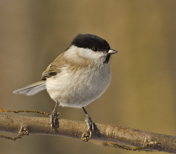 Poecile palustris