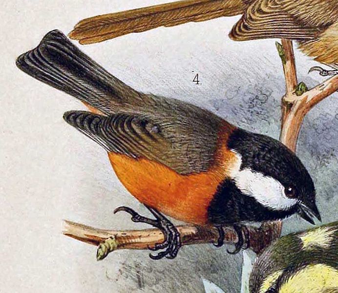 Poecile rufescens