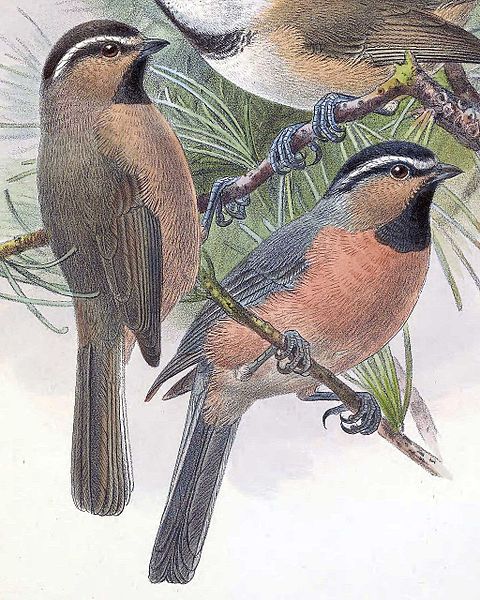 Poecile superciliosus