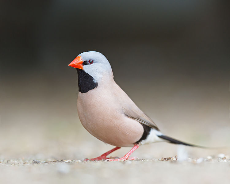 Poephila acuticauda