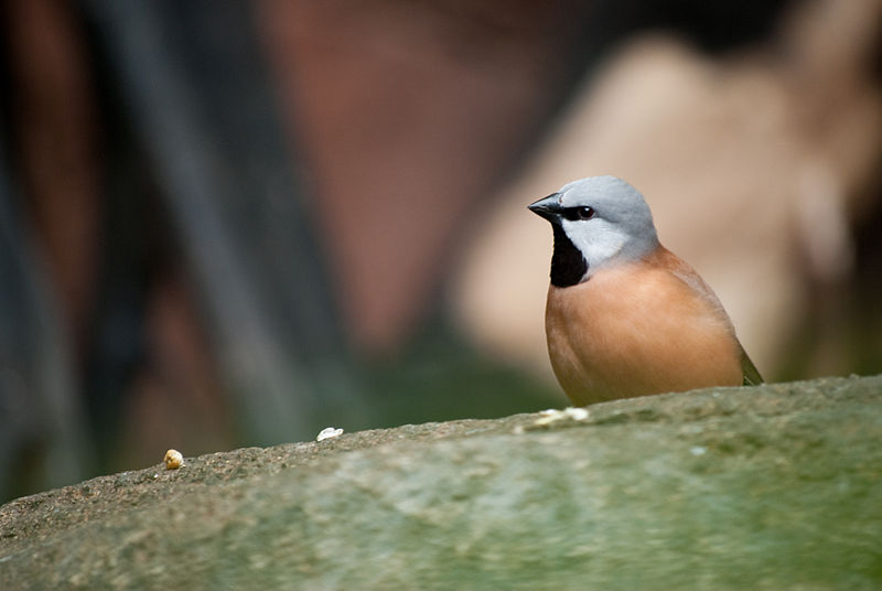 Poephila cincta