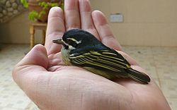 Pogoniulus bilineatus