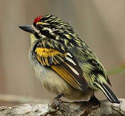 Pogoniulus pusillus