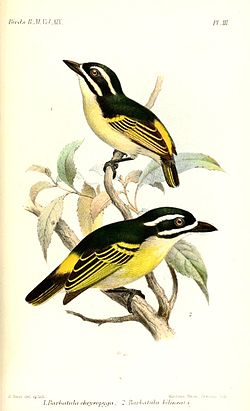 Pogoniulus subsulphureus