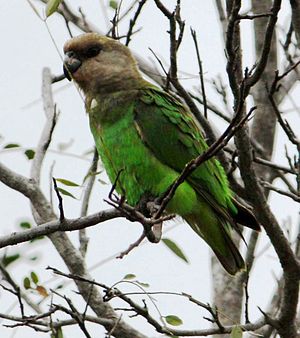Poicephalus cryptoxanthus