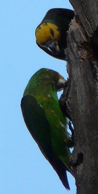 Poicephalus flavifrons