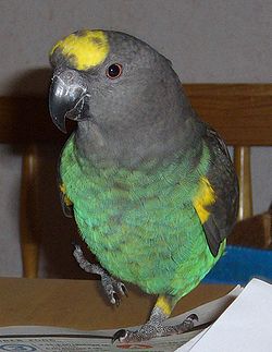 Poicephalus meyeri