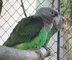Poicephalus robustus