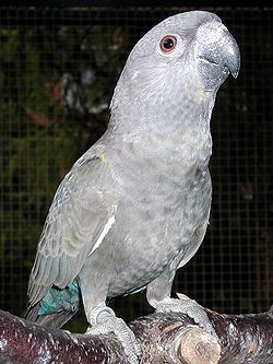 Poicephalus rueppellii