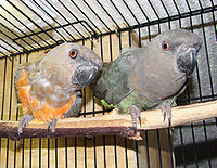 Poicephalus rufiventris