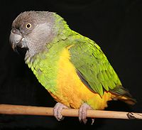 Poicephalus senegalus