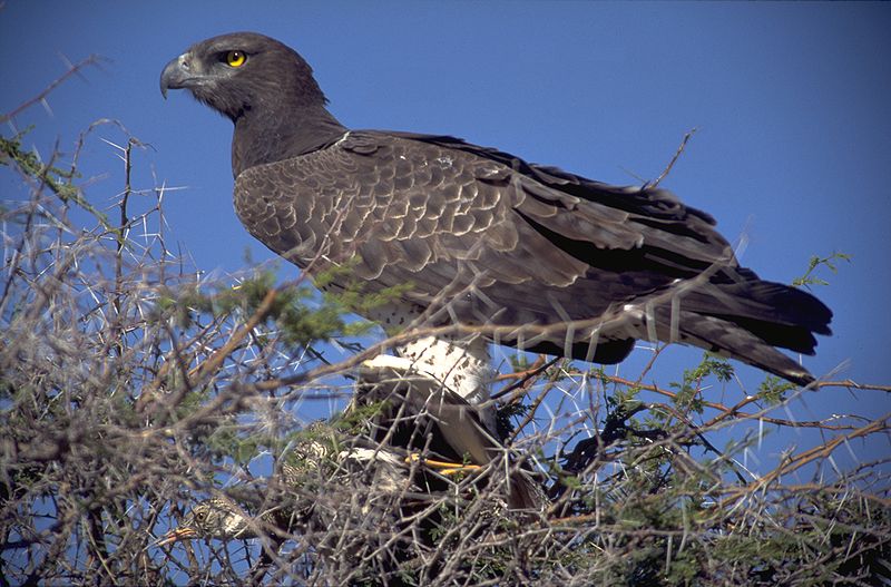 Polemaetus bellicosus