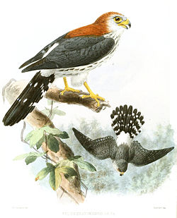 Polihierax insignis