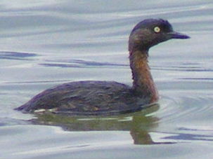 Poliocephalus rufopectus