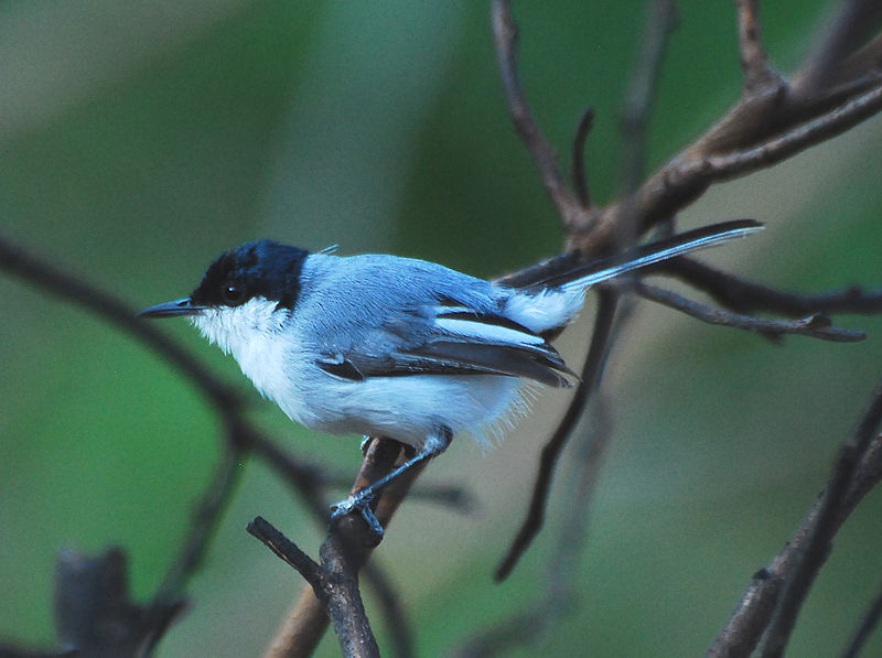 Polioptila albiloris