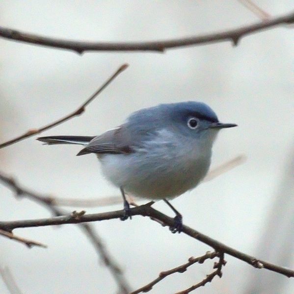 Polioptila caerulea