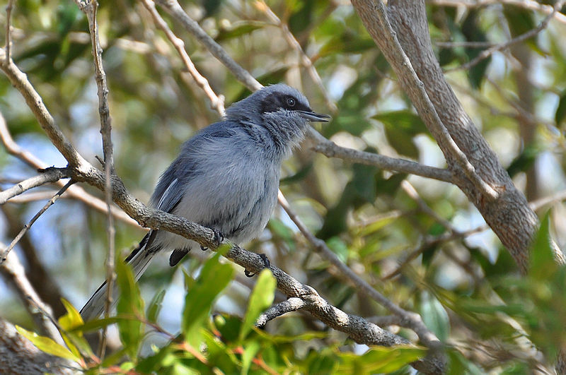 Polioptila dumicola
