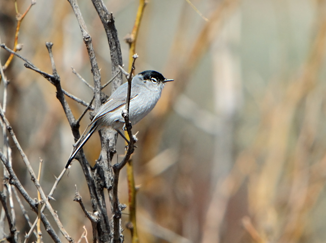 Polioptila melanura