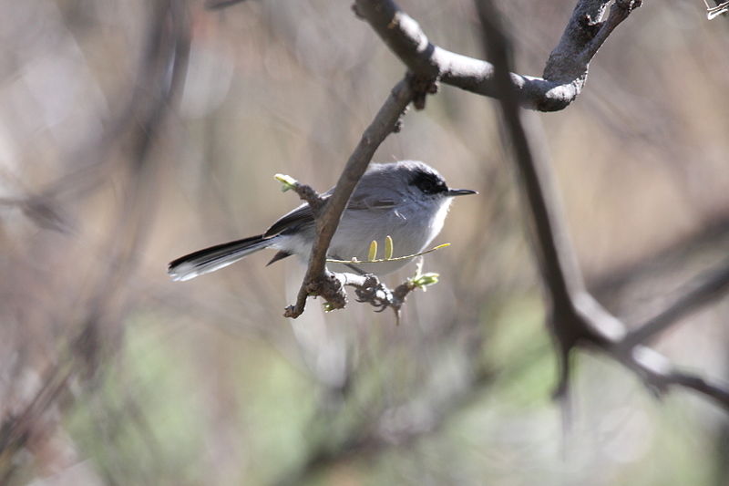 Polioptila nigriceps