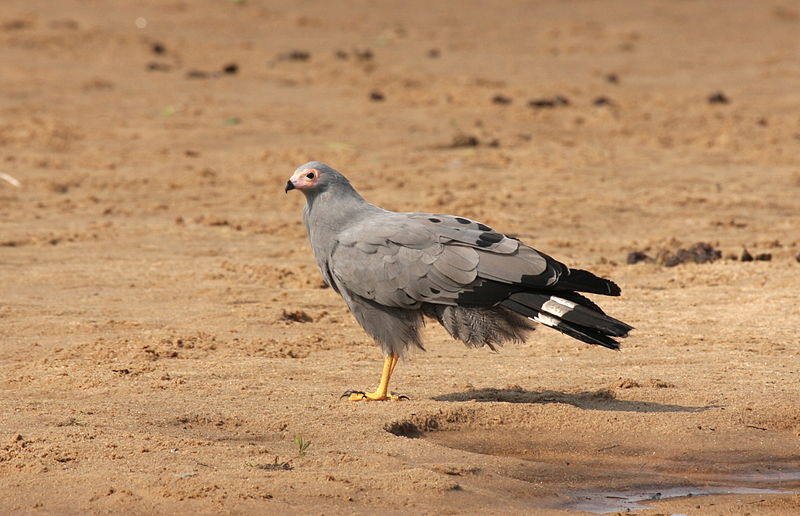 Polyboroides typus