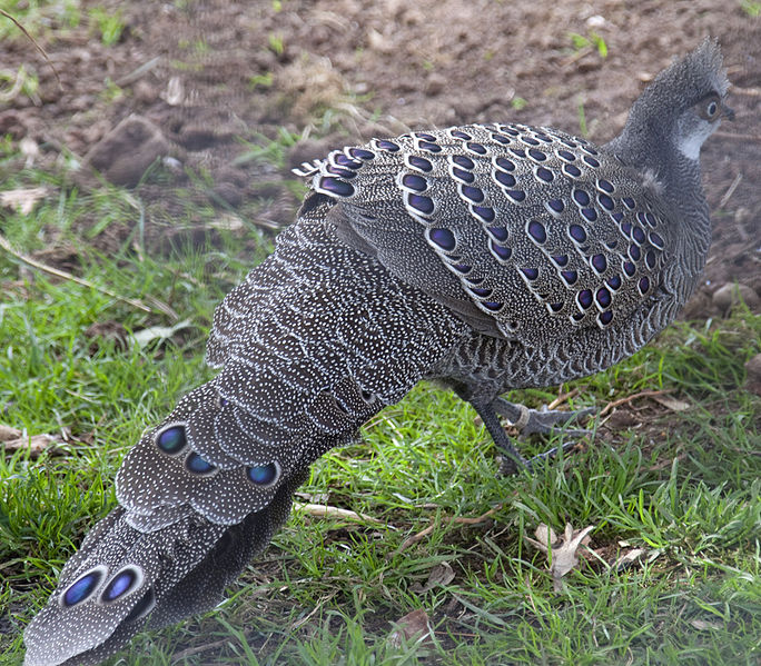 Polyplectron bicalcaratum