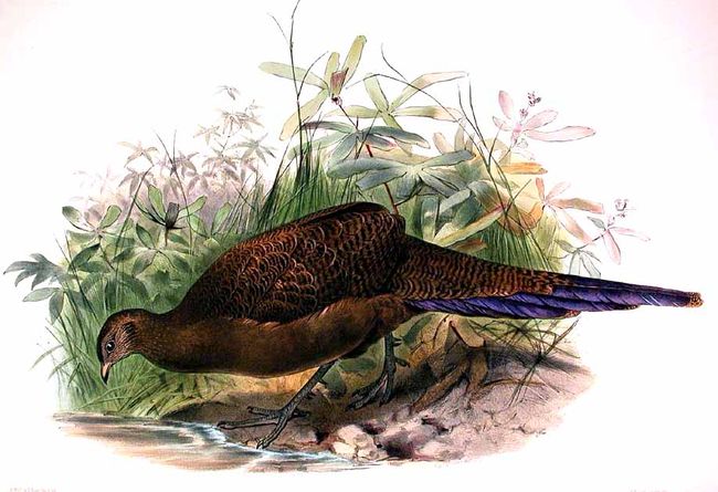 Polyplectron chalcurum