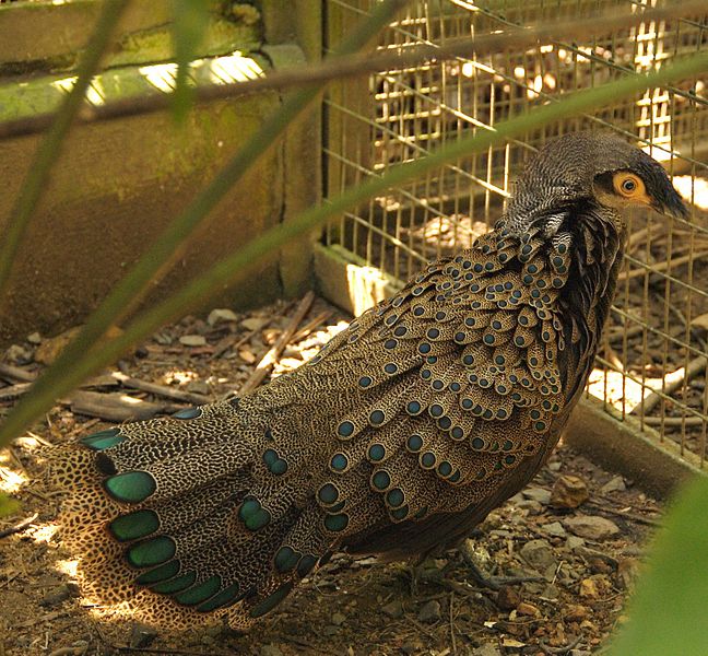 Polyplectron malacense