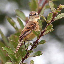 Polystictus pectoralis