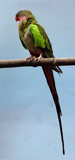 Polytelis alexandrae