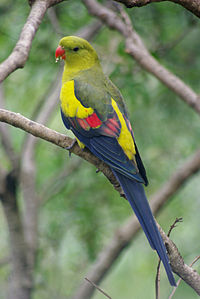 Polytelis anthopeplus