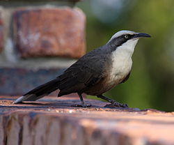 Pomatostomus temporalis