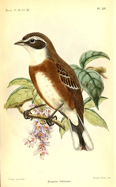 Poospiza boliviana