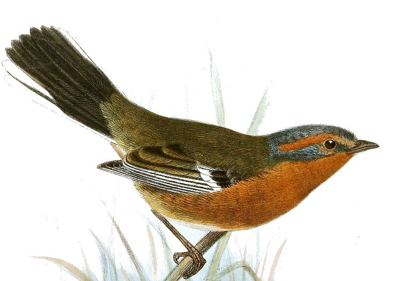 Poospiza erythrophrys