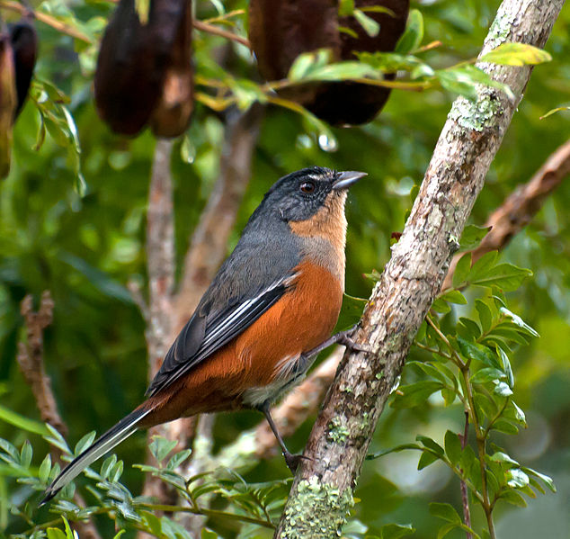 Poospiza lateralis