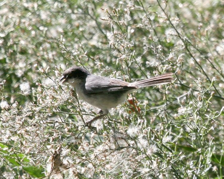 Poospiza melanoleuca